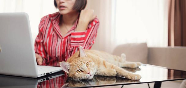 business woman in a red shirt with a ginger cat is sitting at a table in the home office and looking at an open laptop. A woman communicates via video conference while the cat is on the table - Photo, Image