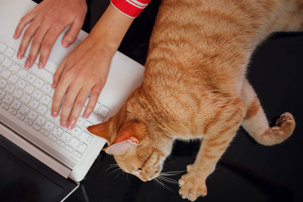 Arbeitskonzept - Computer und Ingwer Tabby Cat. Schwierigkeiten und Freuden der Arbeit von zu Hause aus. schwarzer Glastisch, weiße Tastatur, rote Katzen- und Frauenhände - Foto, Bild
