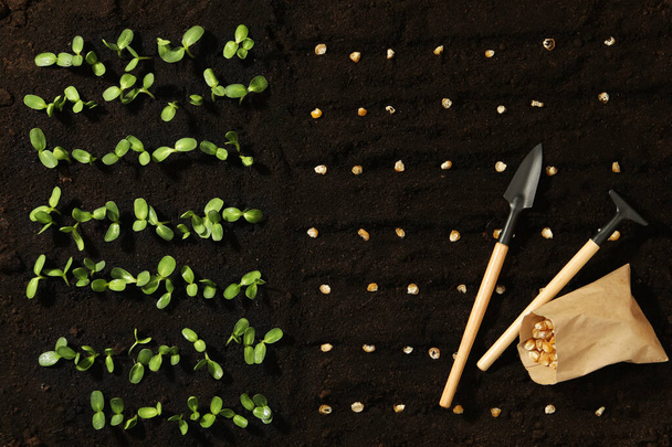Gardening tools, corn seeds and vegetable seedlings in fertile soil, flat lay - Фото, зображення