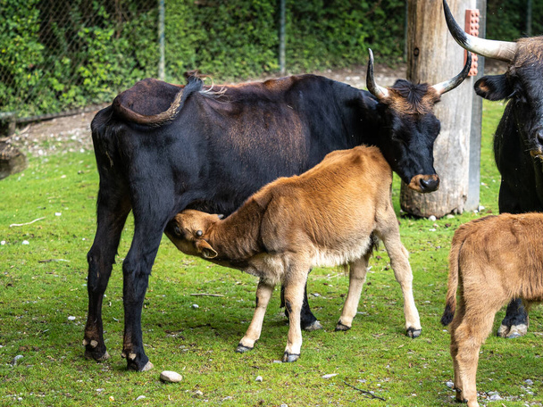 絶滅したオーロックに似ていると主張されている赤ちゃんヘック牛、ボスprimigenius taurus. - 写真・画像