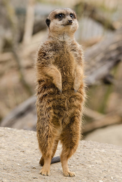 Meercat - Suricata suricatta, pequeños carnívoros populares de sabanas africanas, Namibia
. - Foto, imagen