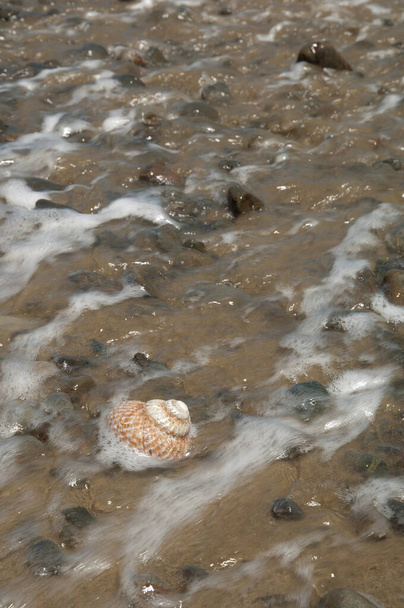 Morski ślimak na plaży. - Zdjęcie, obraz
