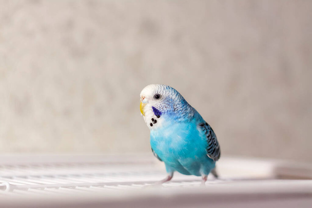 A beautiful blue budgie sits without a cage. Tropical birds at home. Feathered pets at home. - Fotografie, Obrázek