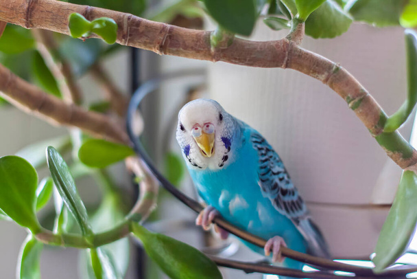 A beautiful blue budgie sits without a cage on a house plant. Tropical birds at home. Feathered pets at home.  - Foto, afbeelding