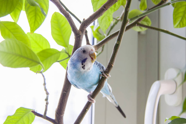 A beautiful blue budgie sits without a cage on a house plant. Tropical birds at home. Feathered pets at home. - Foto, afbeelding