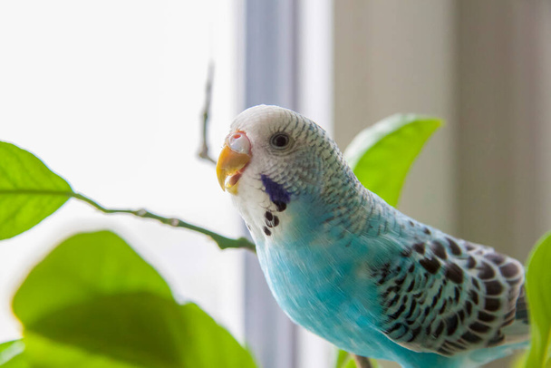 A beautiful blue budgie sits without a cage on a house plant. Tropical birds at home. Feathered pets at home.   - Foto, afbeelding