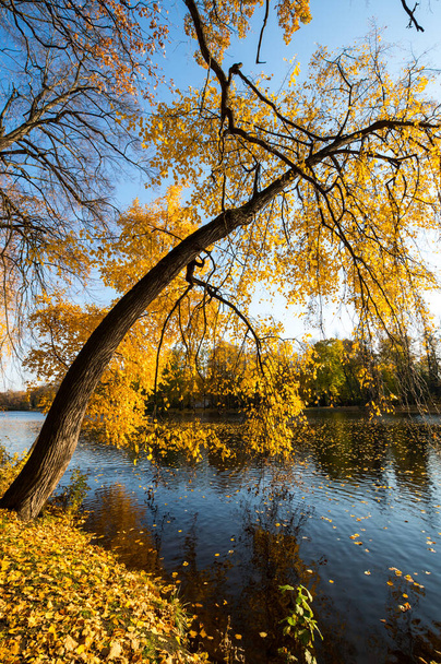 Näkymä Elaginin saaren puistoon, Pietari, Venäjä - Valokuva, kuva