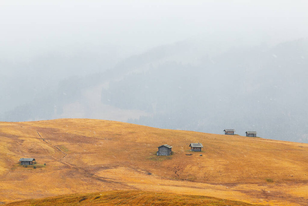 Acogedores detalles de colores otoñales en la meseta de montaña Alpe di Siusi (Seiser Alm), pinos en colores otoñales en el fondo de las montañas Langkofel en las montañas Dolomitas en Italia, Europa - Foto, imagen