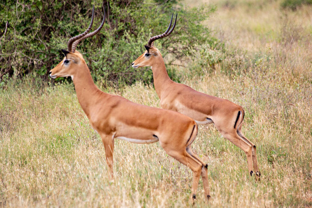 Impalas asustadas en los arbustos, Tsavo East National Park, Kenia - Foto, Imagen