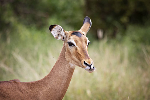 Cara de impala femenina de cerca. Parque Nacional Tsavo East en Kenia - Foto, Imagen