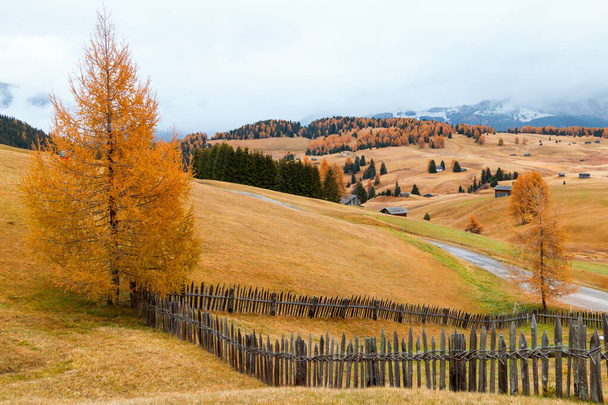 Acogedores detalles de colores otoñales en la meseta de montaña Alpe di Siusi (Seiser Alm), pinos en colores otoñales en el fondo de las montañas Langkofel en las montañas Dolomitas en Italia, Europa - Foto, imagen