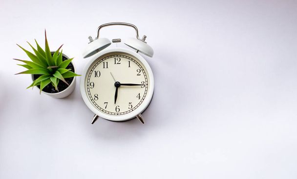  a white alarm clock and a green potted plant on a bright background - Фото, изображение