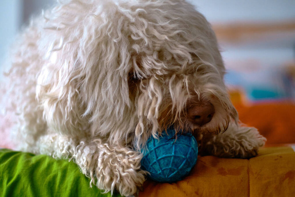 A shallow focus of a white Spanish water dog with his ball - 写真・画像