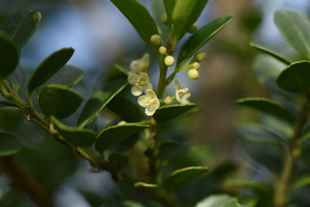 Japán magyal (Ilex crenata) virágok / Aquifoliaceae örökzöld bokor. - Fotó, kép