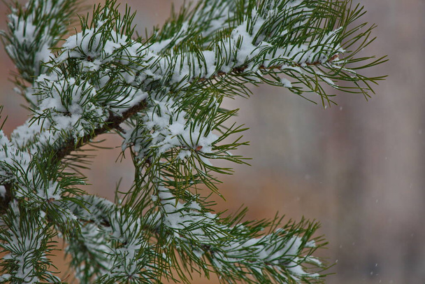 Dennenbomen takken in een winterpark tijdens een sneeuwval. - Foto, afbeelding
