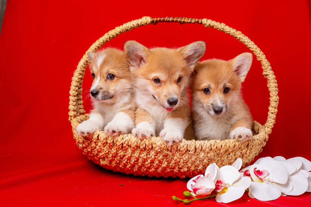 um grupo y e cachorros de corgi sentam-se em uma cesta em umas costas vermelhas - Foto, Imagem