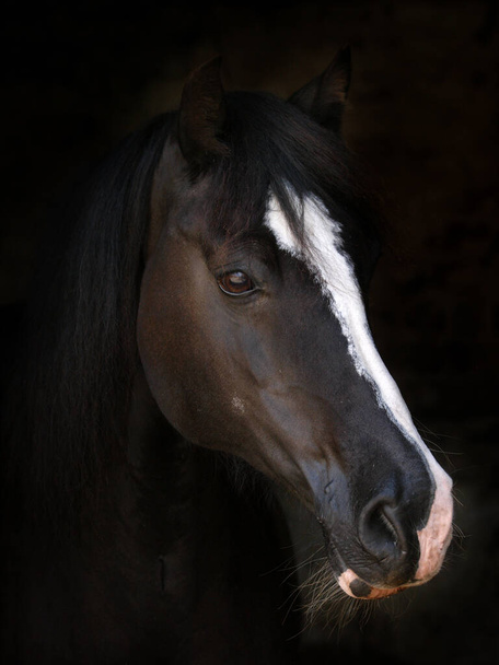 Ένα χτύπημα στο κεφάλι ενός μαύρου αλόγου πάνω σε ένα μαύρο ανάχωμα.. - Φωτογραφία, εικόνα