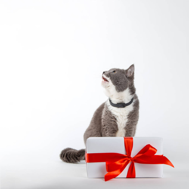 A gray cat sits near a gift with red ribbon on a white background. The concept of congratulations on the holiday, Valentine's Day. Copy space. - Foto, Imagem