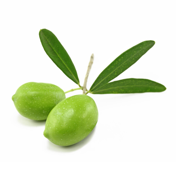 Rama de oliva fresca
 - Foto, Imagen