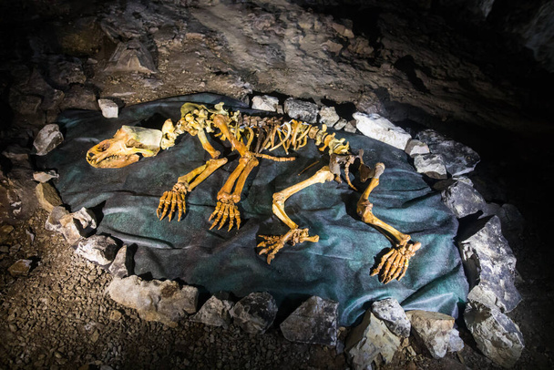 Reconstrução de um esqueleto de urso de caverna, em uma caverna na Romênia. - Foto, Imagem