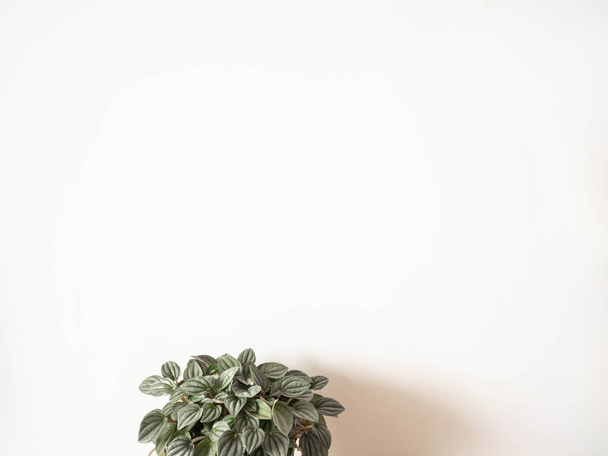Peperomia argyreia houseplant with beautifully patterned leaves on white background. Natural texture, front view. Indoor gardening. - Foto, Bild