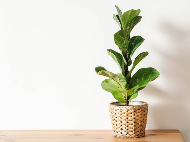 Ficus lirata in wickr pot on wooden table. Minimal. Front view. copy space. - Photo, Image