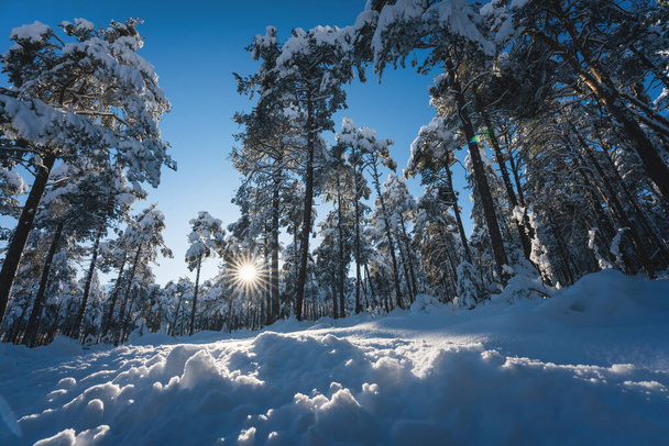 Заснеженные деревья в заснеженном лесу в освещенном солнцем зимнем пейзаже с солнечной звездой, Вильдермиминг, Австрия - Фото, изображение