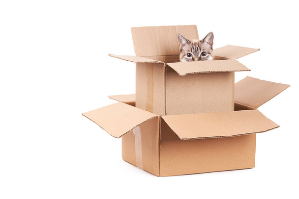 Domestic tabby cat is sitting in a cardboard box. Isolated on a white background. The concept of mail, delivery and shipping - Photo, Image