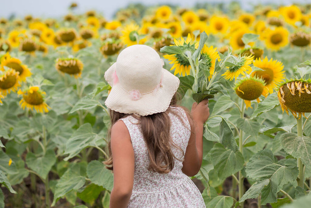  summer little girl in hat gathering sunflowers in field - Photo, Image