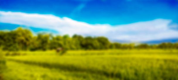 Размытый вид рисовых полей с голубым небом - Фото, изображение