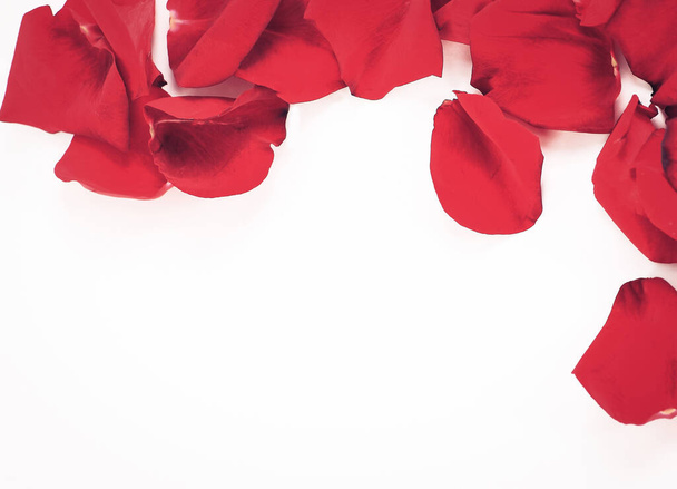 frame of rose petals on white background. - Foto, afbeelding