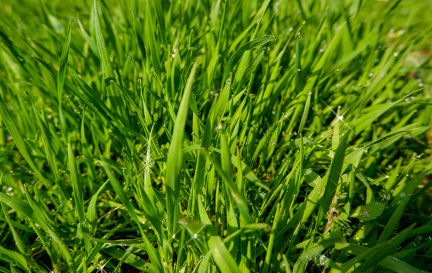 Крупним планом свіжа густа трава з краплями води
 - Фото, зображення
