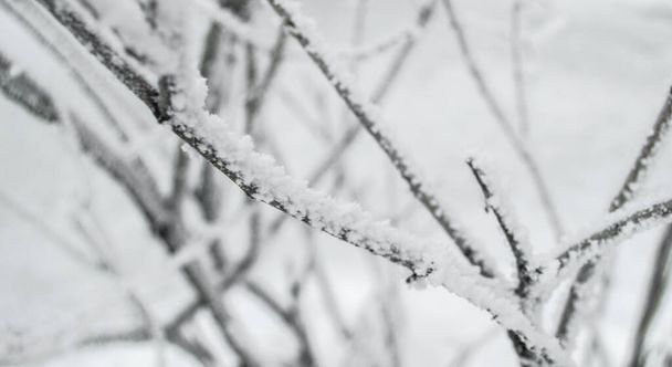 Detailní záběr větví pokrytých sněhem a ledovými krystaly, krásná zimní krajina. - Fotografie, Obrázek
