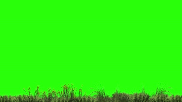 Animation of harvesting grass and plants on the ground on a green screen for keying.  - Footage, Video