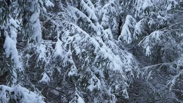 Árboles cubiertos de nieve  - Metraje, vídeo