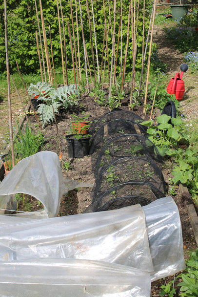 Landscape of organic allotment garden vegetable patch raised beds with beans with bamboo stick supports and artichoke plants growing, netting cloche cover on the raised bed soil in Summer sunshine with cloches and rich soil in English country garden - Photo, Image