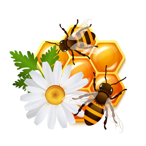 Honingraat bee bloemen embleem - Vector, afbeelding