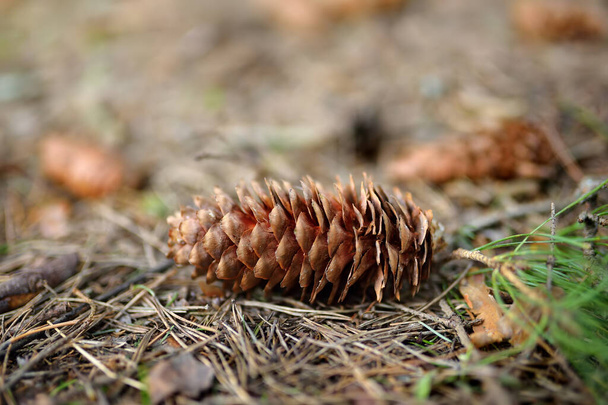 A fir cone lying on the ground in a coniferous forest at summer. Close-up. Outside. Details of nature. - Фото, изображение