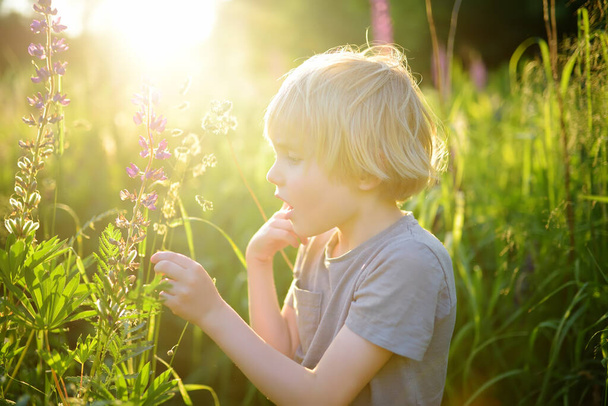 Cute preschooler boy admiring of lupine flowers in field on sunset. Child exploring nature. Summer activity for inquisitive kids. - Фото, зображення