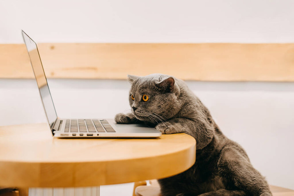 British shorthair pure breed cat with laptop, working. - Photo, Image