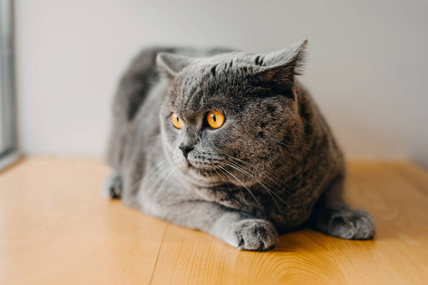 Tiszta tenyészt Brit Gyorsírás szürke macska, fekvő asztalon. - Fotó, kép
