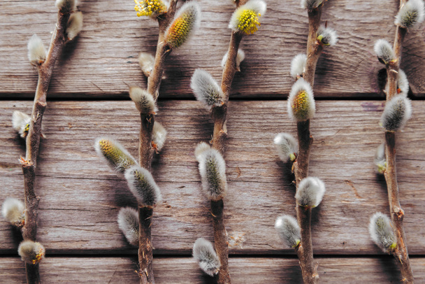 Willow branches on a wooden background - 写真・画像