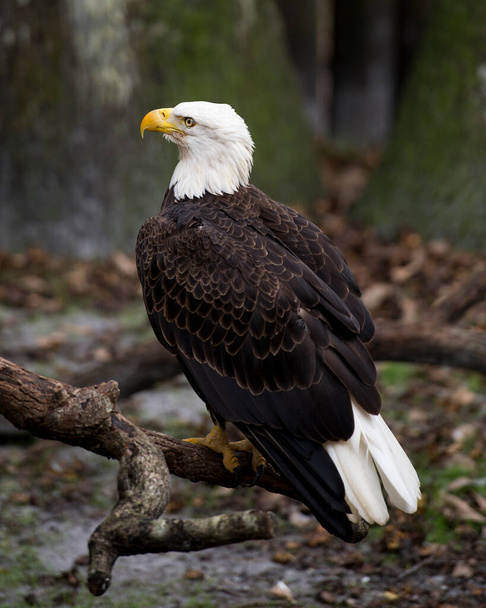 Bald eagle close-up profile view perched exposing  of its body, head, beak, eye, plumage, tail, talons, with a blur background in its environment and habitat.  Bald Eagle Stock Photo. Image. Picture. Portrait. - Fotografie, Obrázek