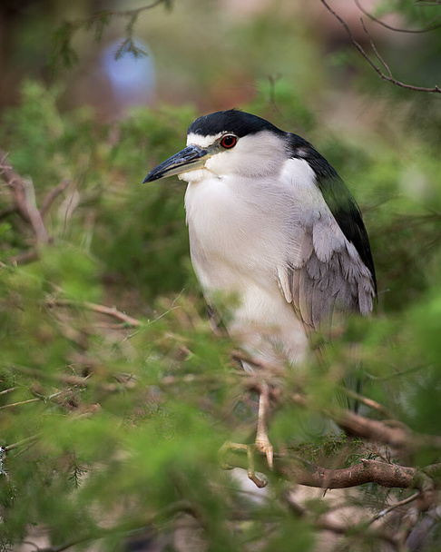 Black-crowned Night Heron bird perched on a branch while exposing its body, head, eye, beak, legs, feet with a blur background in its environment and habitat. - Foto, Imagen