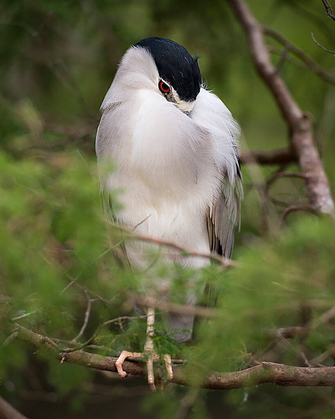Fekete koronás Éjjeli Heron ült egy ágon, miközben kitéve a test, a fej, a szem, a csőr, a lábak, a láb, a homályos háttér a környezet és az élőhely. Fekete koronás Night-Heron Stock Fotók. - Fotó, kép