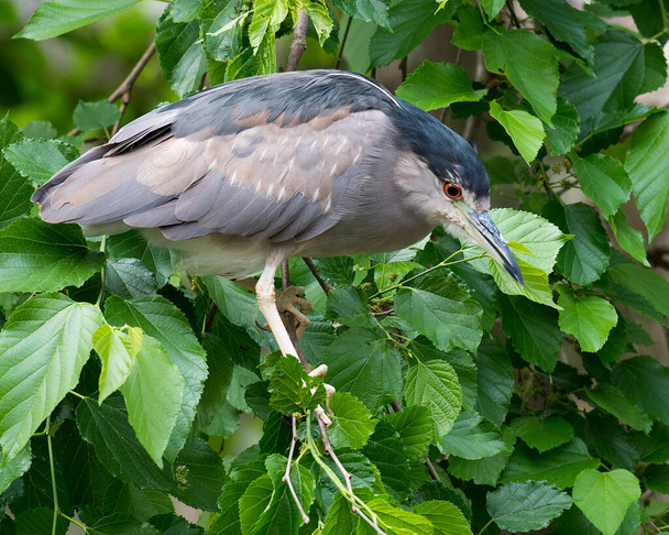 Black crowned Night-heron perched with a foliage background in its environment and habitat. Black crowned Night heron stock photo. Image. Picture. Portrait. - Photo, image