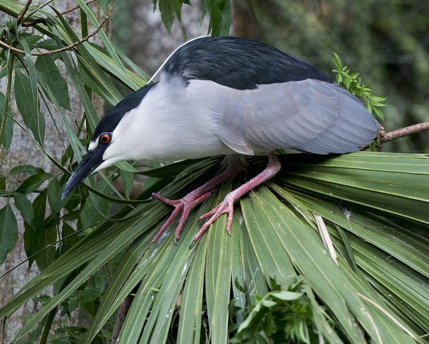 Μαύρο-στεφανωμένο πουλί Night Heron σκαρφαλωμένο στο φύλλωμα, εμφανίζοντας μπλε και άσπρο φτέρωμα φτερών, σώμα, κεφάλι, μάτι, ράμφος, πόδια, πόδια με θολό φόντο στο περιβάλλον και το περιβάλλον του. Μαύρο στέφθηκε Νύχτα Ήρων Στοκ Φωτογραφία. - Φωτογραφία, εικόνα
