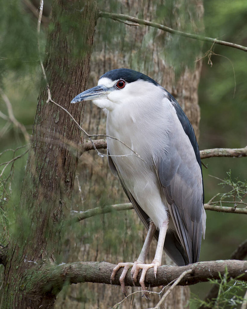 Black crowned Night-heron perched with a foliage background in its environment and habitat. Image. Picture. Portrait. Black crowned Night-Heron Stock Photo. - Photo, image