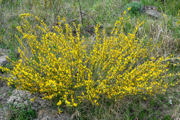 Virágzó ág (Chamaecytisus ruthenicus) természetes alapon. Orosz seprű (Chamaecytisus ruthenicus) a kertben. A virágzó növény képének szelektív fókusza. - Fotó, kép
