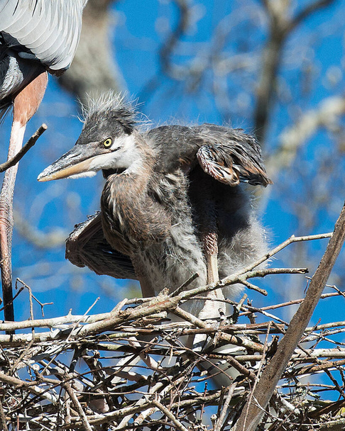 Blue Heron baby bird close-up profile view on the nest, displaying their blue plumage feathers, wings, beak, eye, long legs with a blue sky background. Blue Heron Stock Photo. Image. Picture. Portrait. - Photo, Image